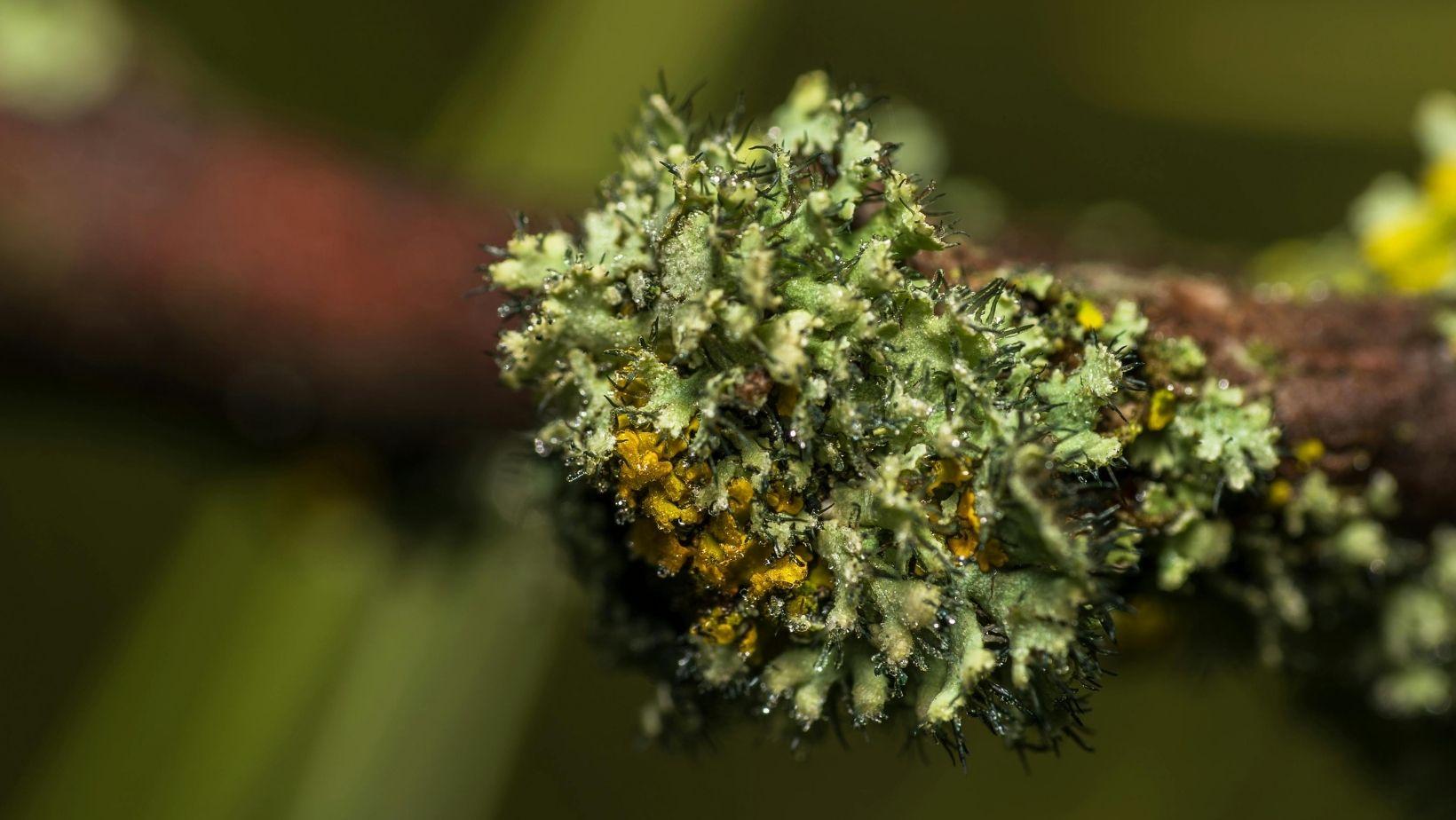 cannabinoids sleep benefits, natural sleep aid cannabinoids, cbd for insomnia, cannabidiol sleep support, best cannabinoids for sleep, cannabis sleep remedies, sleep improvement with cannabinoids, sleep factual cannabis, buy cannabinoids for sleep, sleep health cannabis